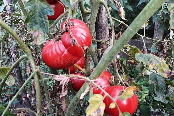番茄成年的在外面采用一<strong>个人简历</strong>g一rden.