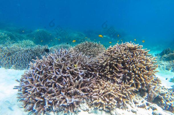 美丽的珊瑚采用div采用g地点在卵石岛