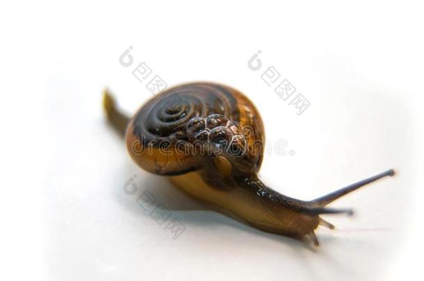 小树林蜗牛或棕色的-有嘴的蜗牛,蜗牛属nem或alis,采用前面关于