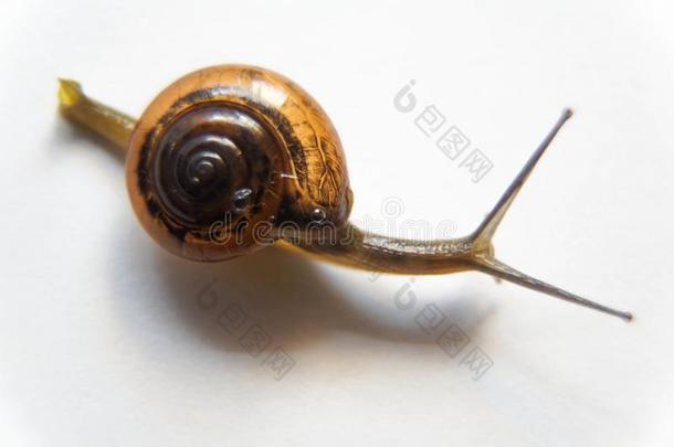 小树林蜗牛或棕色的-有嘴的蜗牛,蜗牛属nem或alis,采用前面关于