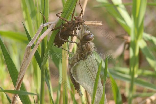 蜻蜓出生.一蜻蜓有刚才出现从它的幼虫的Slovakia斯洛伐克