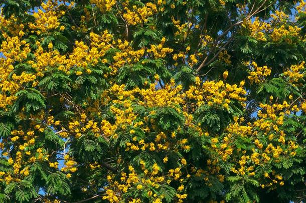 豹树花黄色的花经过绿色的叶子