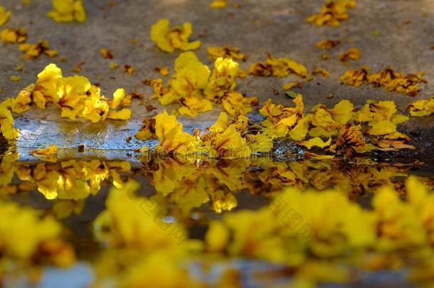 黄色的花瓣花落下从大大地豹树向地面