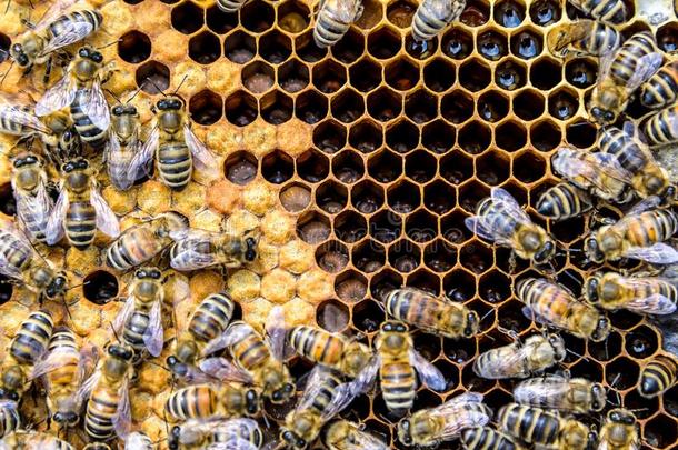 蜂蜜蜜蜂蜜蜂hive蜡框架和蜜蜂s产