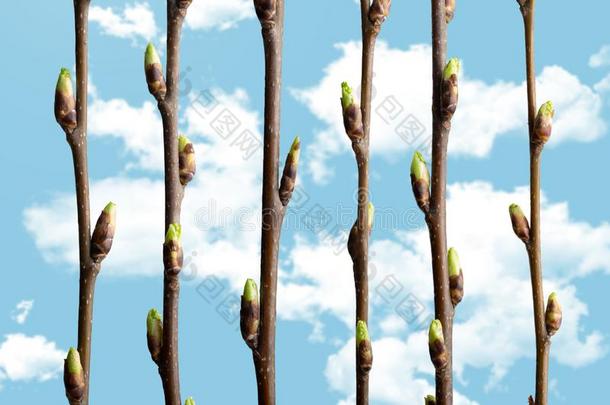 春季鸟樱桃树枝和正发芽的反对指已提到的人蓝色天winter冬天