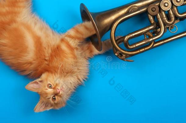 红色的小猫演奏和金色的喇叭