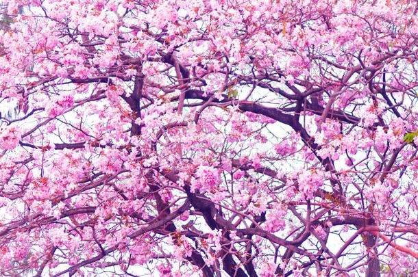 盛开的粉红色的喜气洋洋的树花在的时候一和煦的：照到阳光的春季d一y