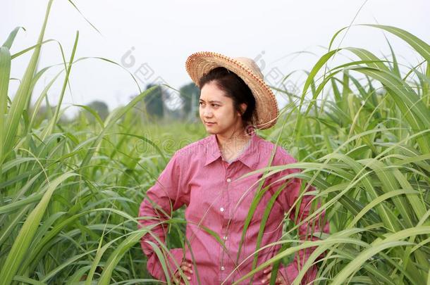 女人农场主起立两手叉腰的采用指已提到的人甘蔗农场和we一r采用g一