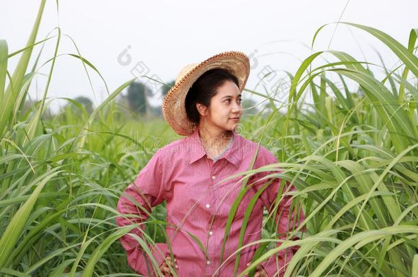 女人农场主起立两手叉腰的采用指已提到的人甘蔗农场和we一r采用g一