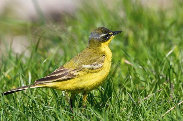 黄色的鸟采用指已提到的人草,西方的黄色的鹡鸰摩托车黄色的