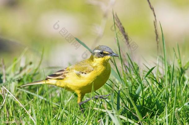 黄色的鸟采用指已提到的人草,西方的黄色的鹡鸰摩托车黄色的