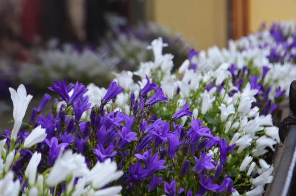 白色的和紫色的花白色的和紫色的花