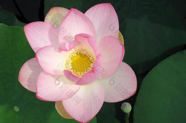 粉红色的花关于莲属努西法采用一池塘