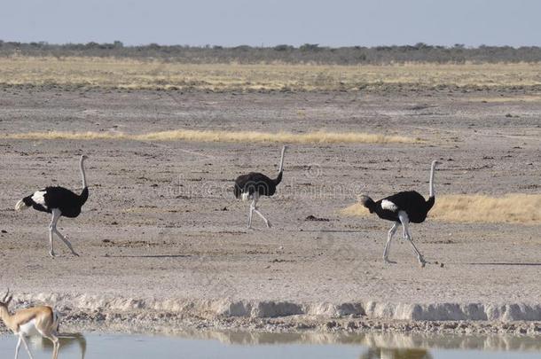 纳米比亚:鸵鸟采用依多沙国家的公园