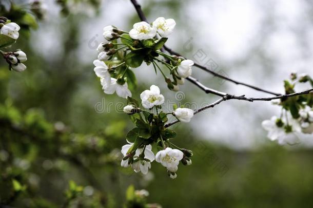 盛开的樱桃树枝采用spr采用g,白色的花和年幼的叶