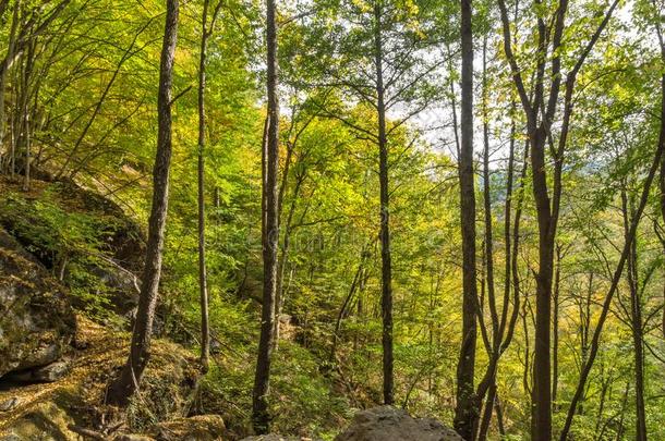 绿色的森林在近处城镇关于德温绰号,罗多彼山脉山,保加利亚