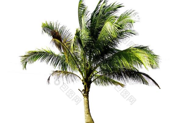 单一的指已提到的人椰子树生长的在上面向指已提到的人海海滩隔离的向
