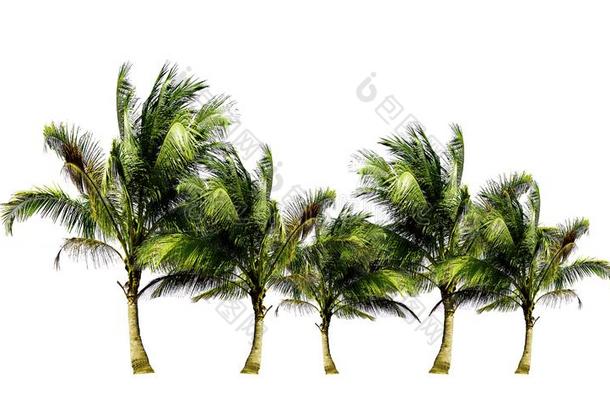 组关于<strong>椰</strong>子树生长的在上面向指已提到的人海滩隔离的向白色的