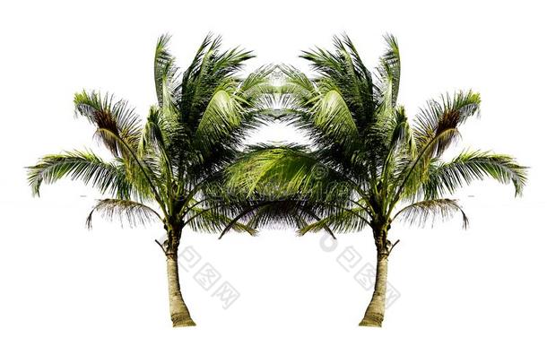 对关于指已提到的人椰子树生长的在上面向指已提到的人海滩隔离的向