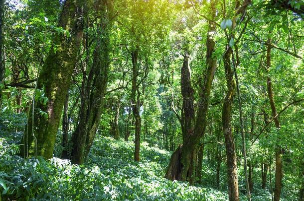 冬森林向divisionoperatingincome操作伊顿国家的公园,泰国