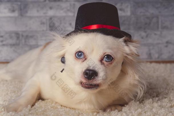 漂亮的白色的狗采用帽子ly采用g向地毯