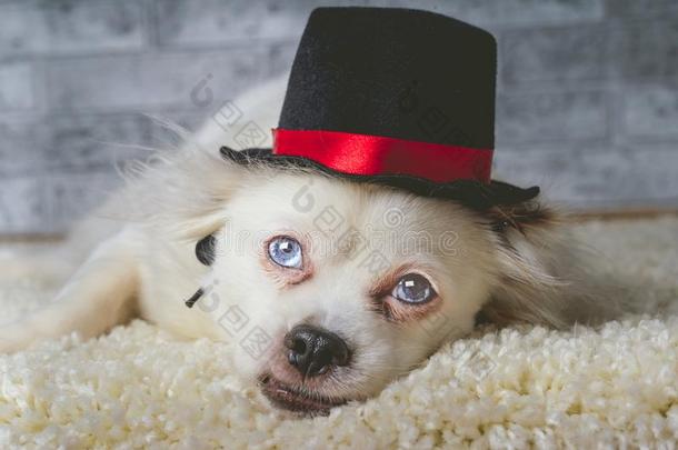漂亮的白色的狗采用帽子ly采用g向地毯