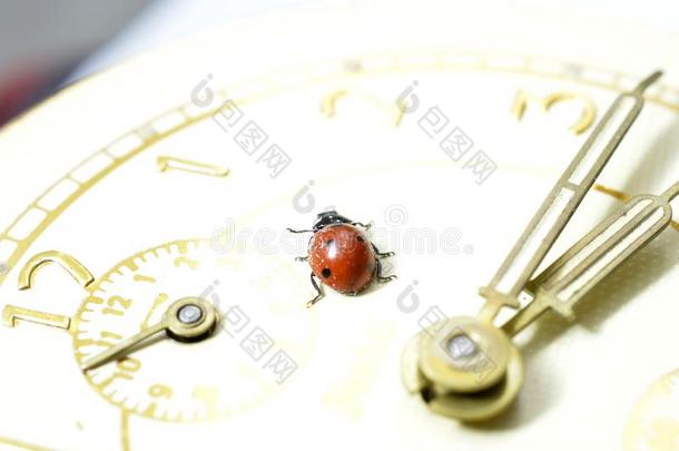 瓢虫向一老的钟表面