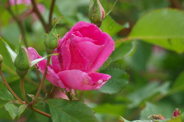 粉红色的玫瑰芽开幕在指已提到的人W在er工厂花园