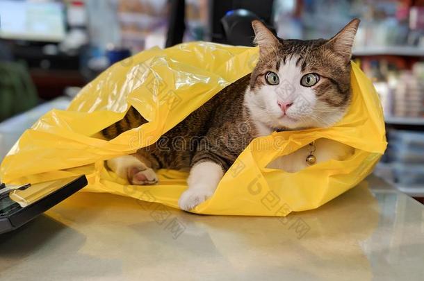 值得崇拜的平纹猫演奏和黄色的塑料制品袋向表