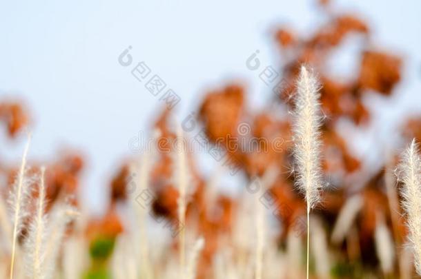 美丽的白色的颜色代表团草花和变模糊后台