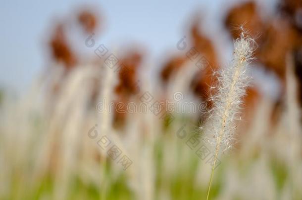 美丽的白色的颜色代表团草花和变模糊后台