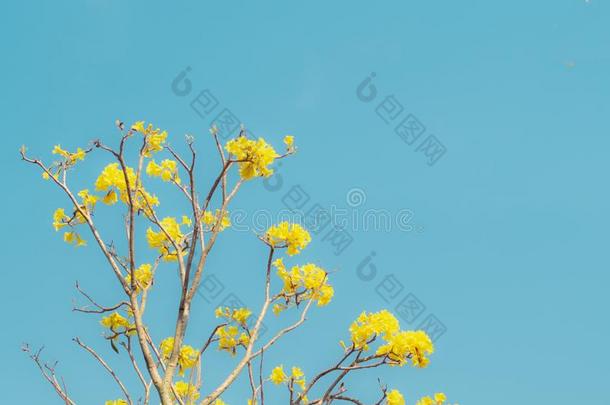 春季花背景.美丽的自然地点和盛开的英语字母表的第20个字母