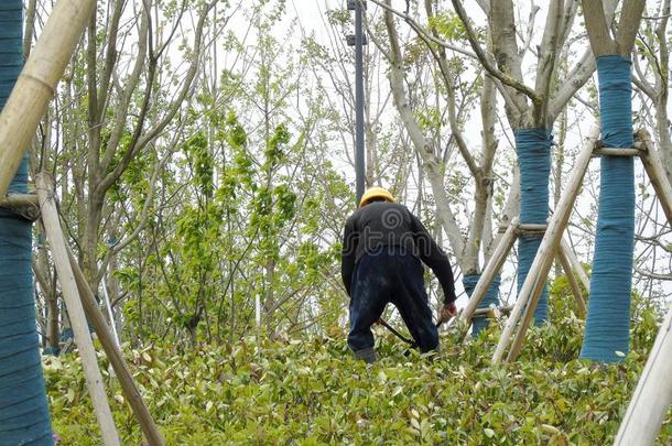 一农民工人弯曲越过向种植花