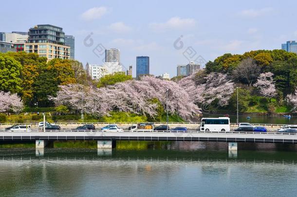樱桃树和花向大街