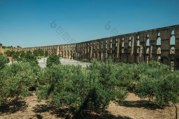 橄榄树采用前面关于沟渠和拱和矩形的pilula丸剂