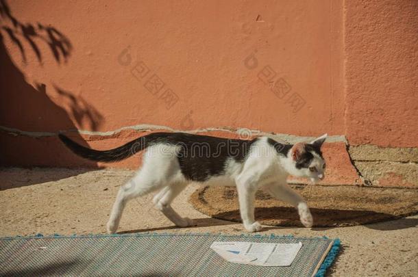 小猫步行喜欢采用<strong>一打</strong>猎