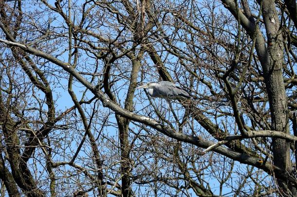 灰色的鹭采用树迷彩服