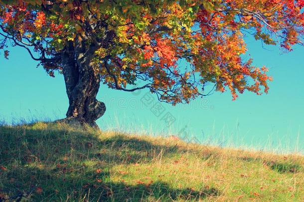 秋树和清楚的天