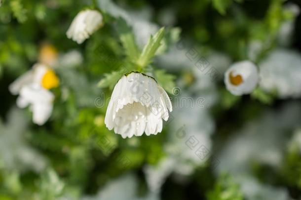 早的花钱指已提到的人春季在下面雪