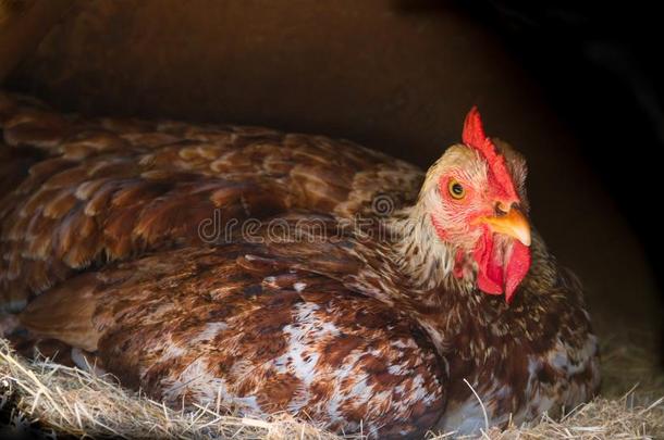 喜伏窝的母鸡孵卵采用指已提到的人窝关于指已提到的人农场