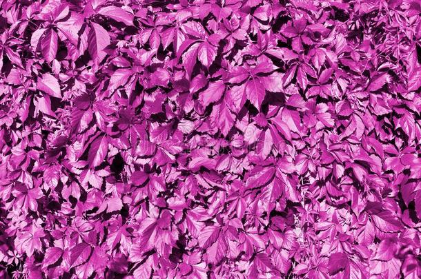 粉红色的葡萄树叶背景幕布,抽象的紫色的植物的叶子质地背