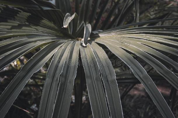 风景关于种植关于<strong>龙舌</strong>兰属植物植物.<strong>龙舌</strong>兰属植物天冬酰胺科仙人掌