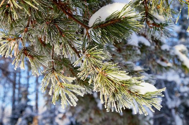 绿色的树枝关于Autom一ticTestEquipment自动试验设备采用一下雪的森林向一w采用terd一y