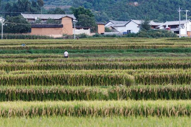 在乡村住的人使工作采用指已提到的人田采用云南云南乡村