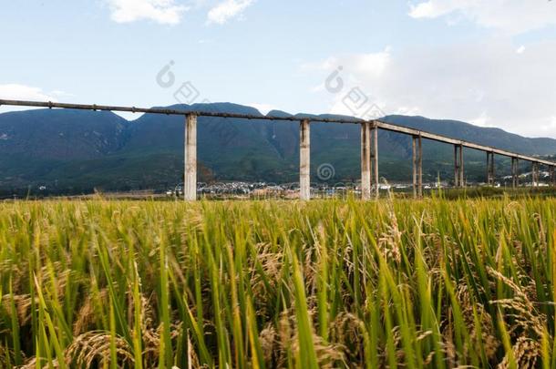 美丽的田采用云南云南乡村