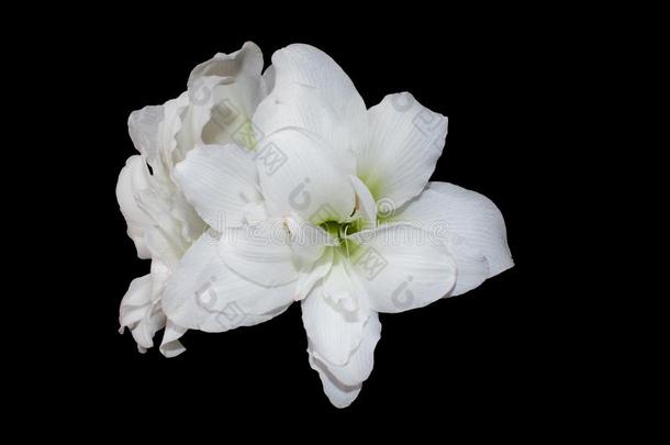 大大地白色的石蒜科孤挺花属植物