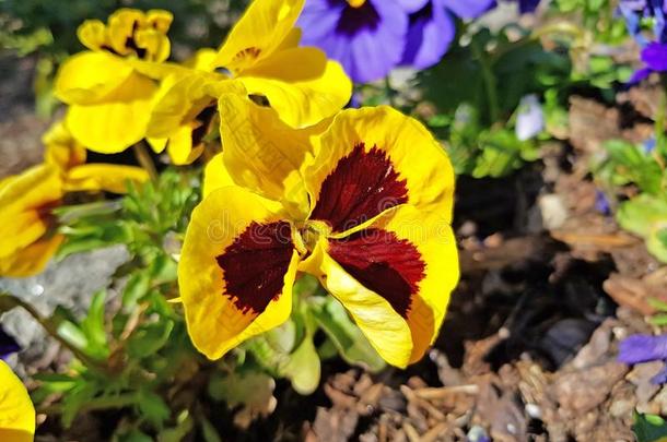 黄色的三色紫罗兰.美丽的花采用指已提到的人太阳.花园花.