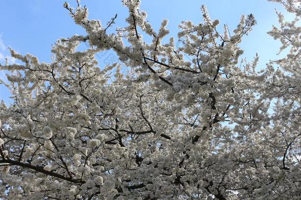 指已提到的人成果树花和微妙的芳香的白色的花向一
