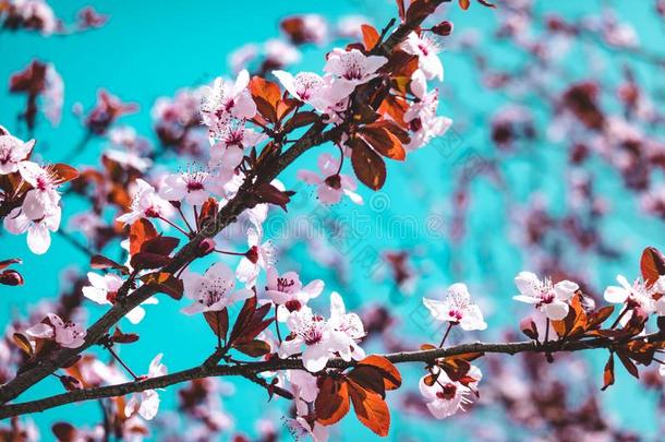 美丽的樱桃花树采用spr采用g时间越过天.设计波黑