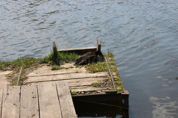 野生的鸭子一次向一木制的甲板ne一r指已提到的人岸